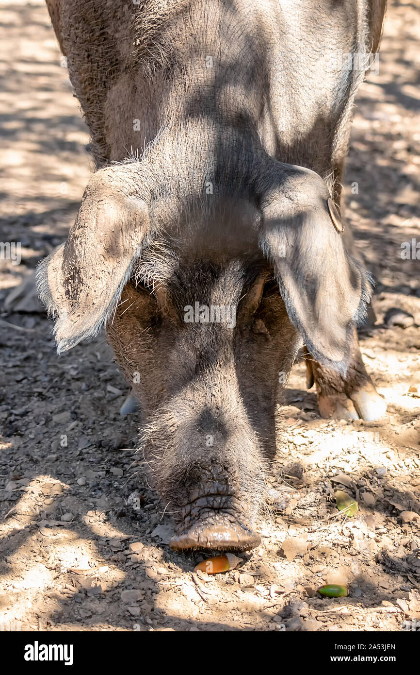 Iberische schweine Eicheln Essen in Jabugo Dorf in den Bergen von Aracena, Huelva, Spanien Stockfoto