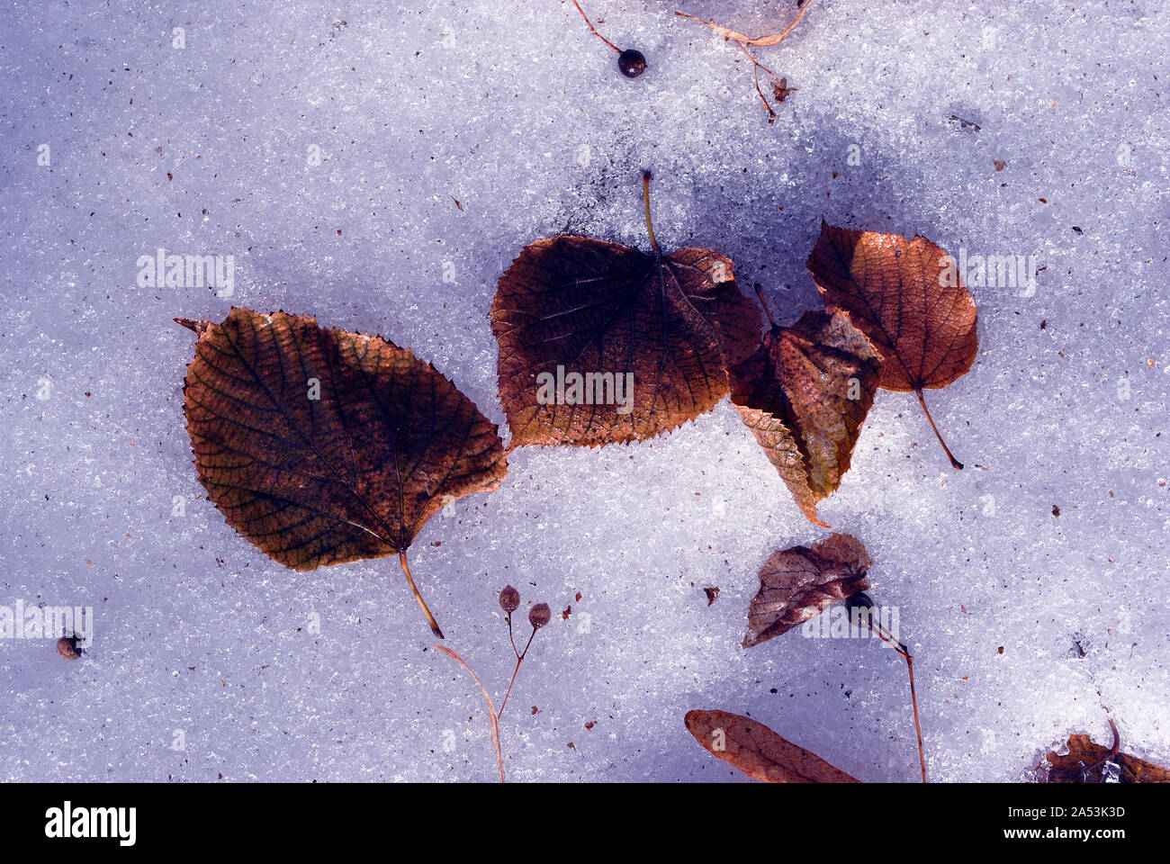 Trockene braun-roten linden Blätter und Samen Festlegung auf Schnee, Ansicht von oben Stockfoto