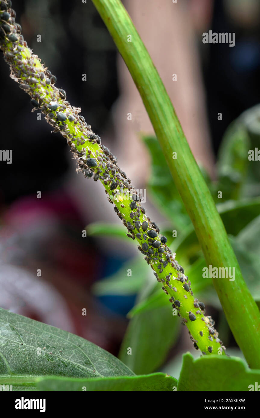 Schwarze Bohne Eiskaffee oder Blackfly Aphis fabae auf Stammzellen von Dahlia Anlage gezeigt Stockfoto