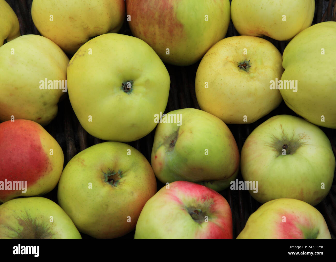 Apple' Robert Blatchford, Äpfel, kochen Apple, gesunde Ernährung, Malus Domestica Stockfoto