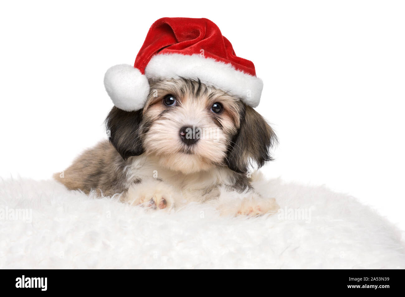 Cute Bichon Havaneser Welpe Hund liegt auf einem weißen Kissen in Santa's Hut - auf weißem Hintergrund Stockfoto