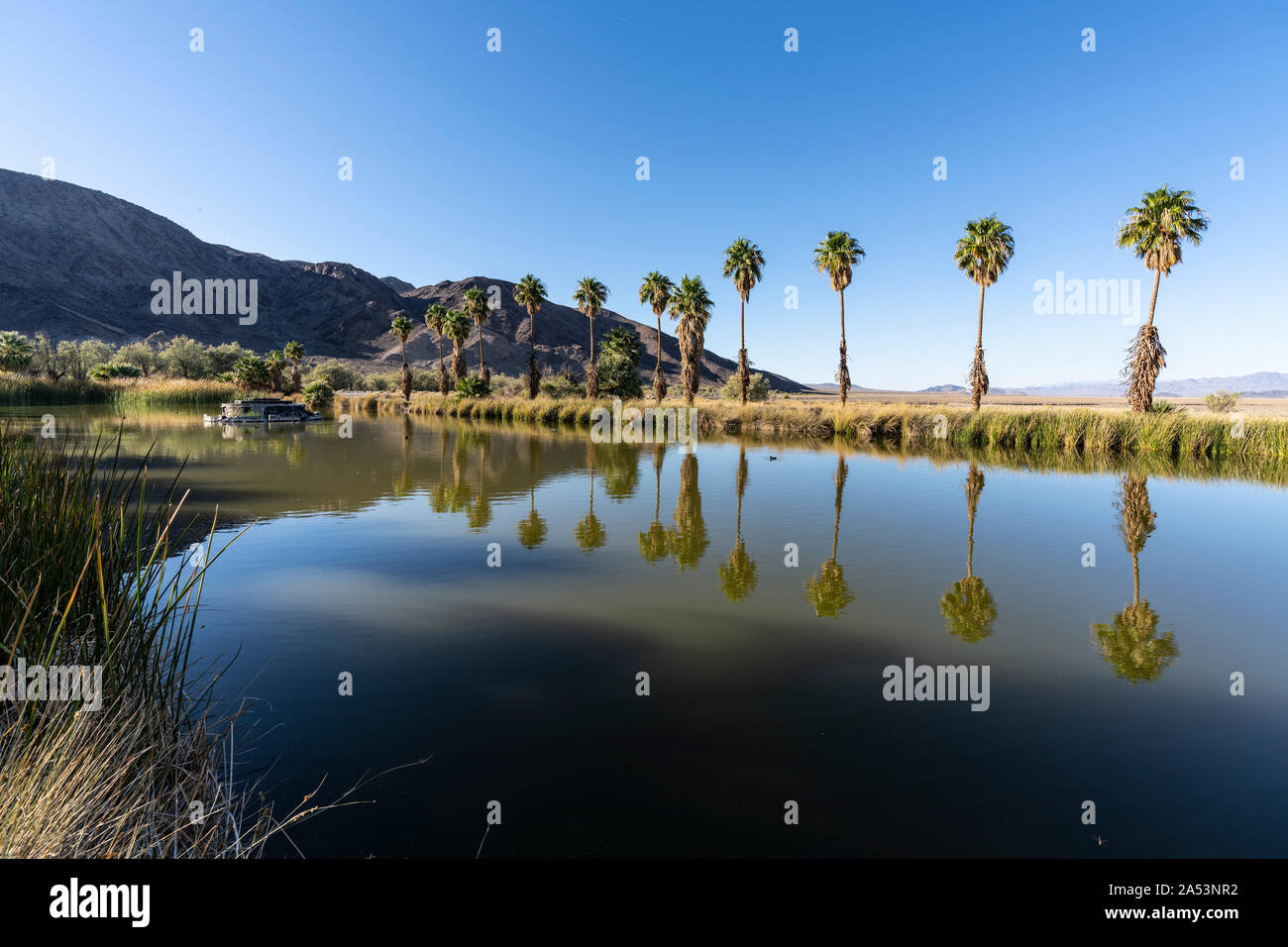 Am Nachmittag Blick auf Palmen an den Soda Springs Teich in der Mojave Wüste in der Nähe von Zzyzx, Kalifornien. Stockfoto