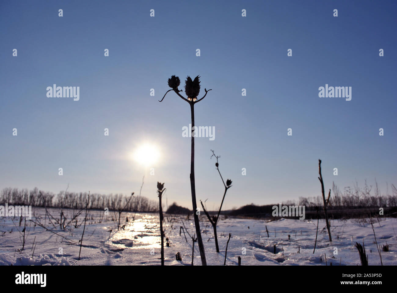 Gepflügte Feld mit Schnee bedeckt, Datura stramonium (jimsonweed, jimson Weed, Devil's Snare) trockenen Zweig Silhouette, die Pappeln auf dem Hügel Stockfoto