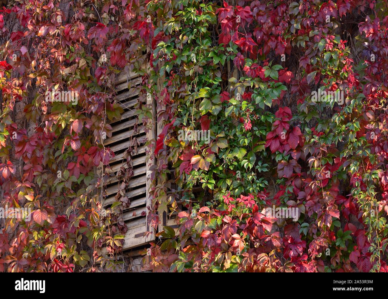 Herbst, Rot, Blätter, Görz, Friaul Julisch Venetien, Italien Stockfoto