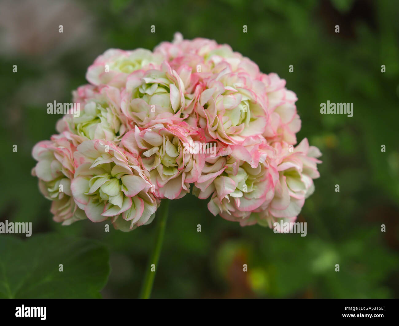 Schöne rosa und creme Blume von Geranium Apfelblüte Rosebud (Pelargonium) Stockfoto