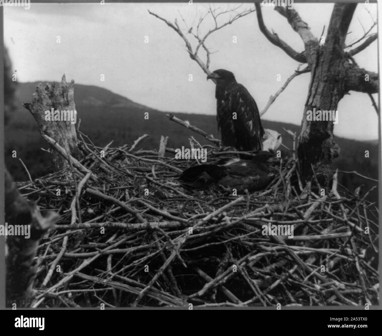 Zwei Jungvögel im Nest, Lafayette Nationalpark, Mt. Desert Island, Maine Stockfoto