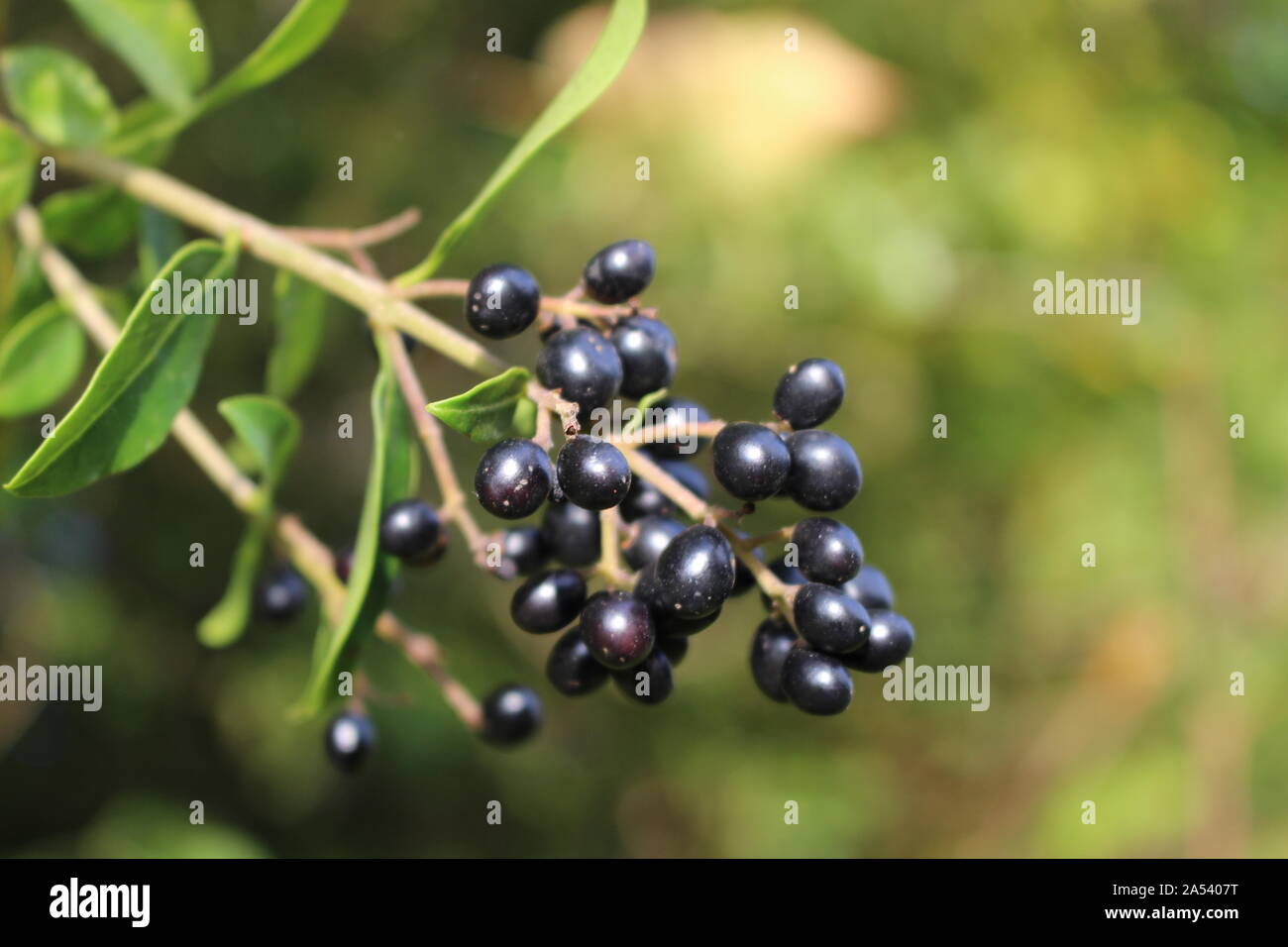 Nahaufnahme von Liguster Beeren mit ausgewhlten konzentrieren und flache  Tiefenschrfe Stockfotografie - Alamy