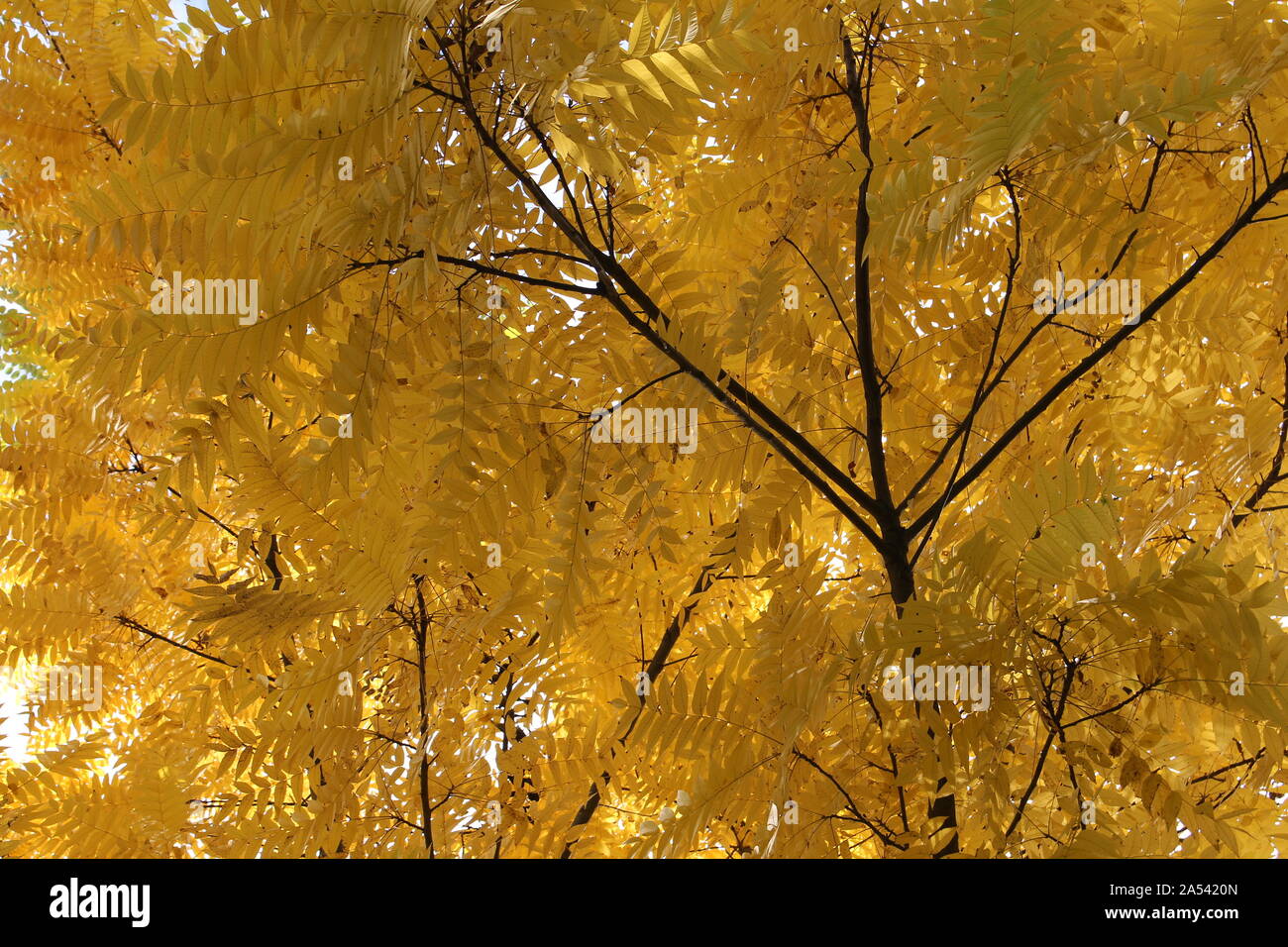 Gelbe Blätter mit dunklen Zweige Textur Stockfoto