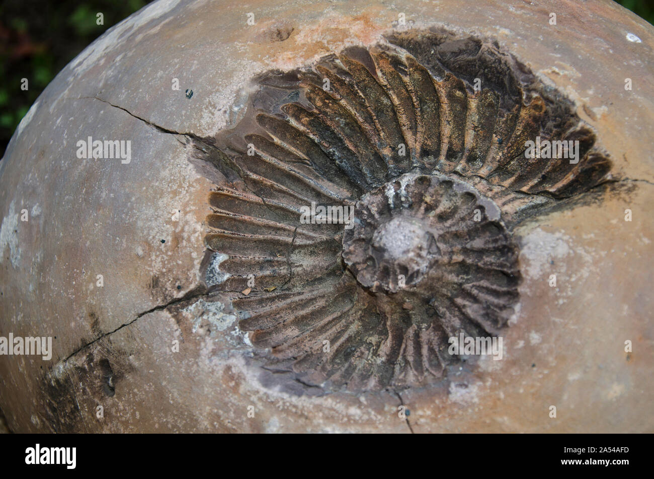 Impressum Fossil eines Ammoniten (Ammonoidea) innerhalb einer Konkretisierung. Villa de Leyva, Kolumbien Stockfoto