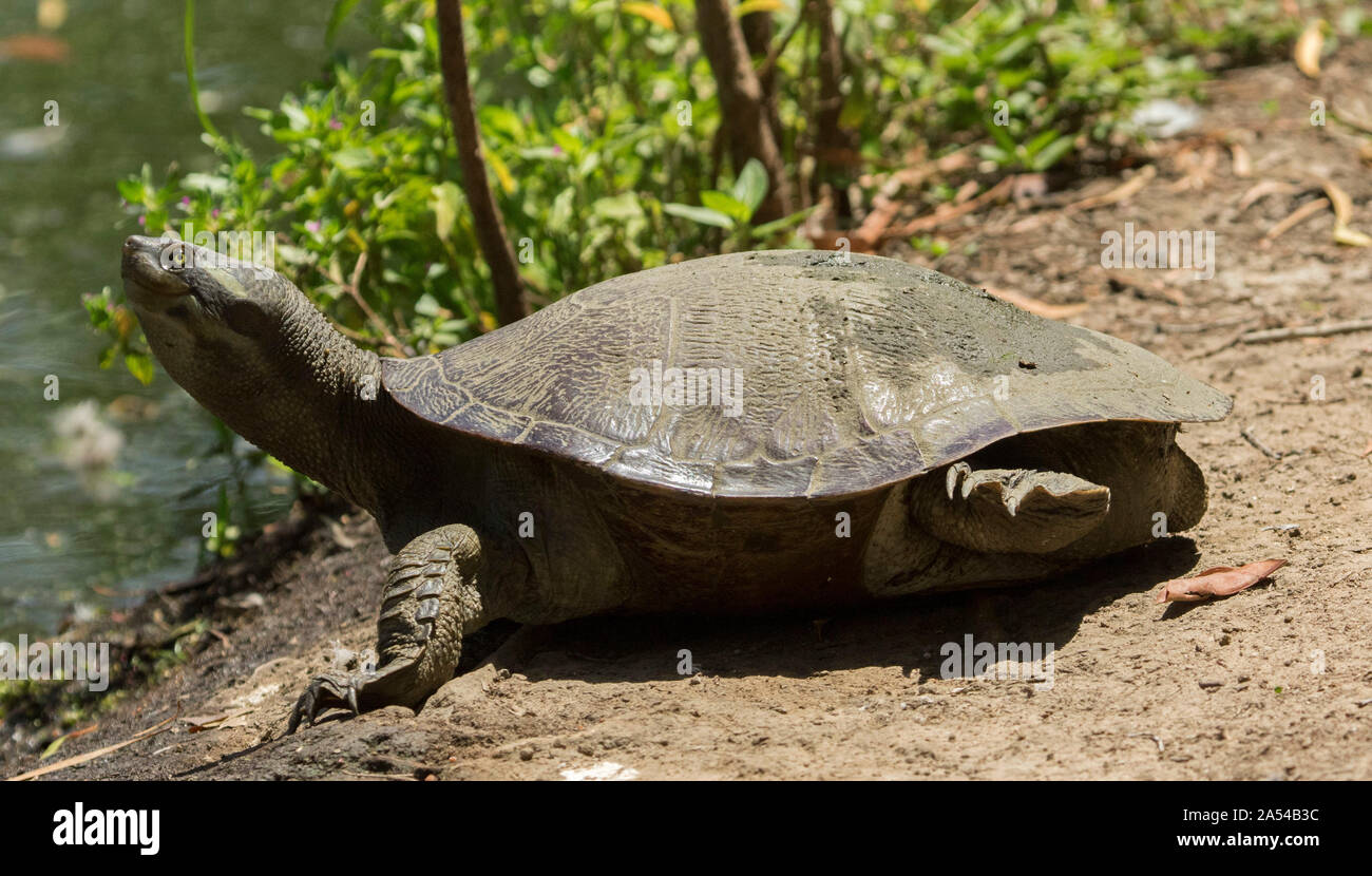 Süßwasser Krefft Turtle's, Emydura krefftii, in freier Wildbahn neben lebendige grüne Vegetation am Ufer des Sees in Queensland, Australien Stockfoto