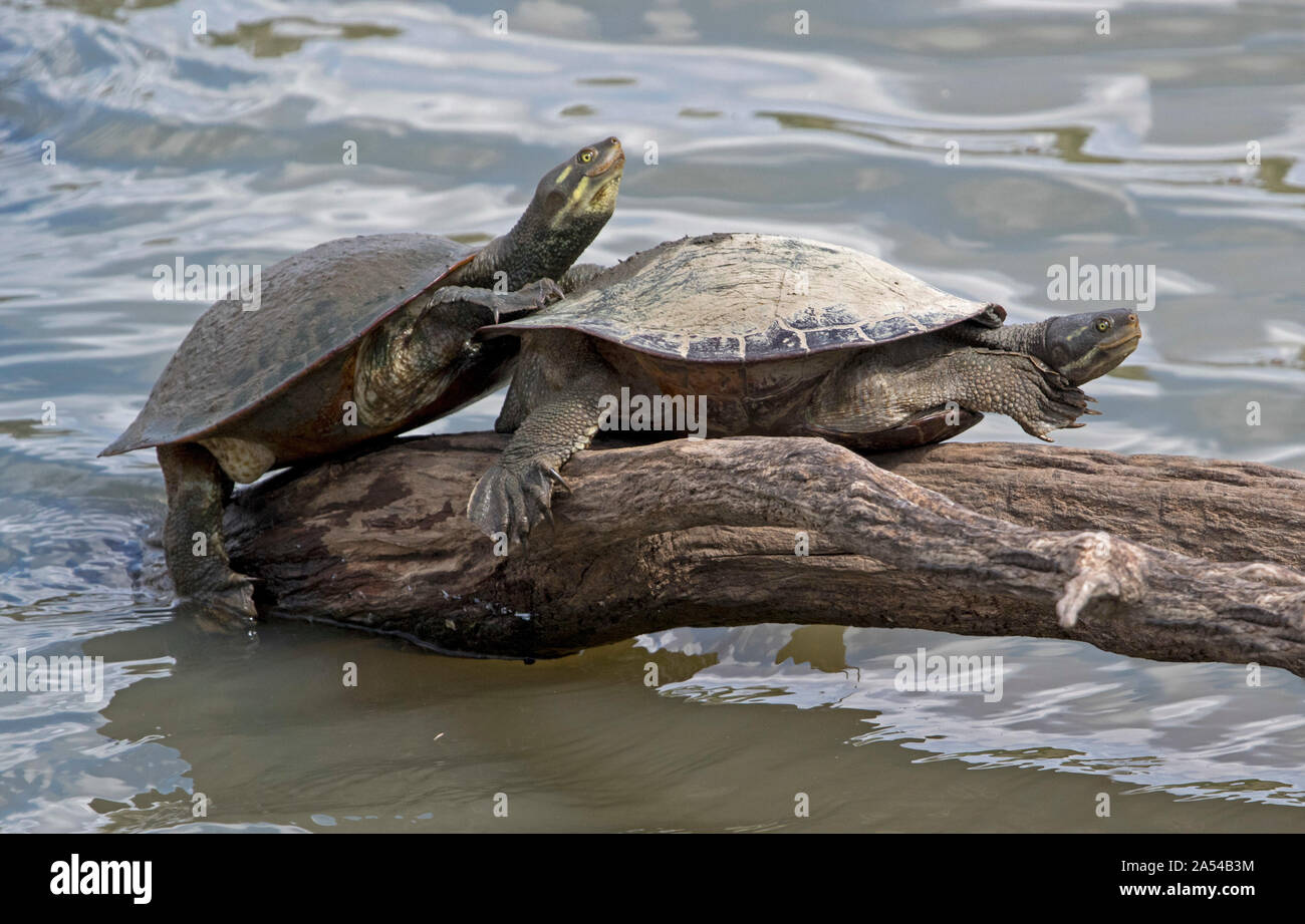 Zwei Süßwasser Krefft von Schildkröten, Emydura krefftii, in freier Wildbahn auf verwitterte Log ragen aus Wasser in Queensland, Australien Stockfoto