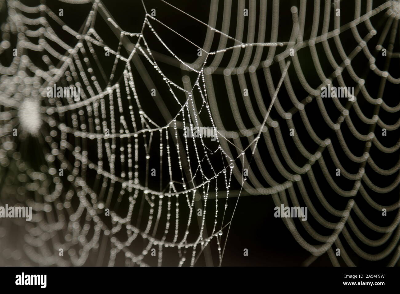 Detail der cobweb Nach dem Regen als abstrakt Hintergrund Stockfoto