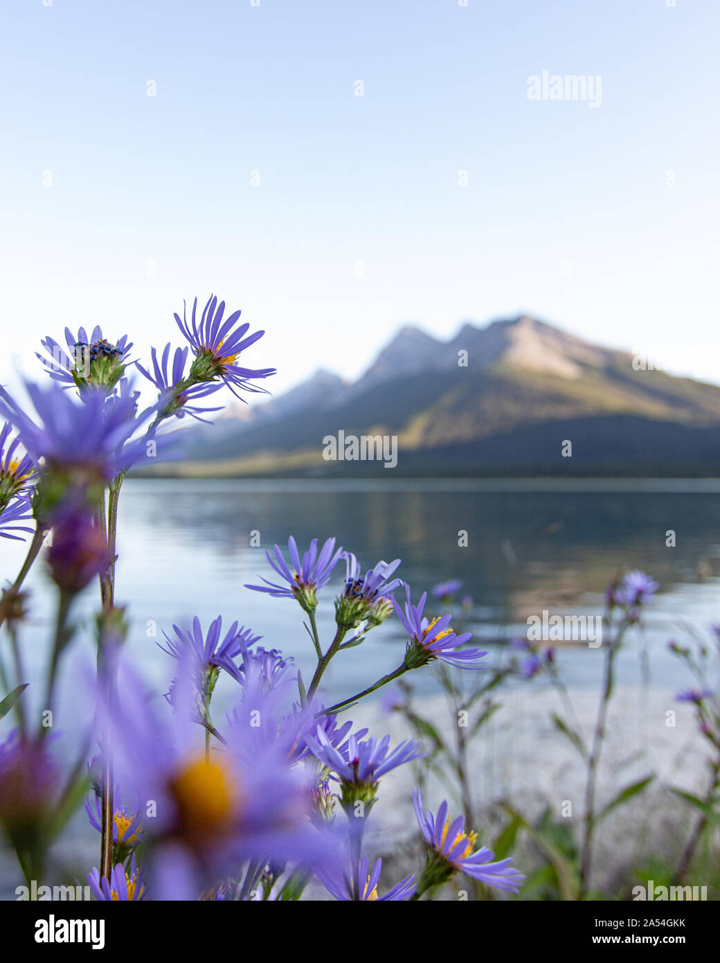 Sonnenuntergang über den Bergen und See mit Blumen in der Nähe von Banff Kanada Stockfoto