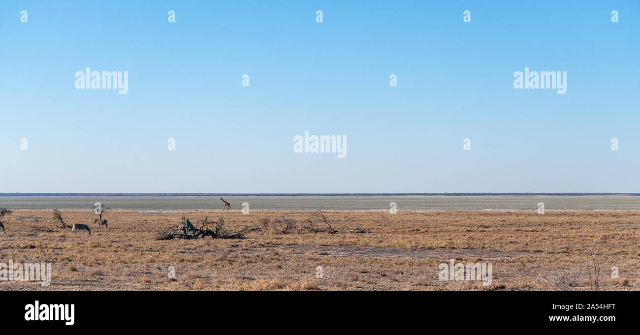 Wide Angle Shot eines angolanischen Giraffe - Giraffa giraffa angolensis - illustriert die große Offenheit der Ebenen von Etosha National Park, Namibia. Stockfoto