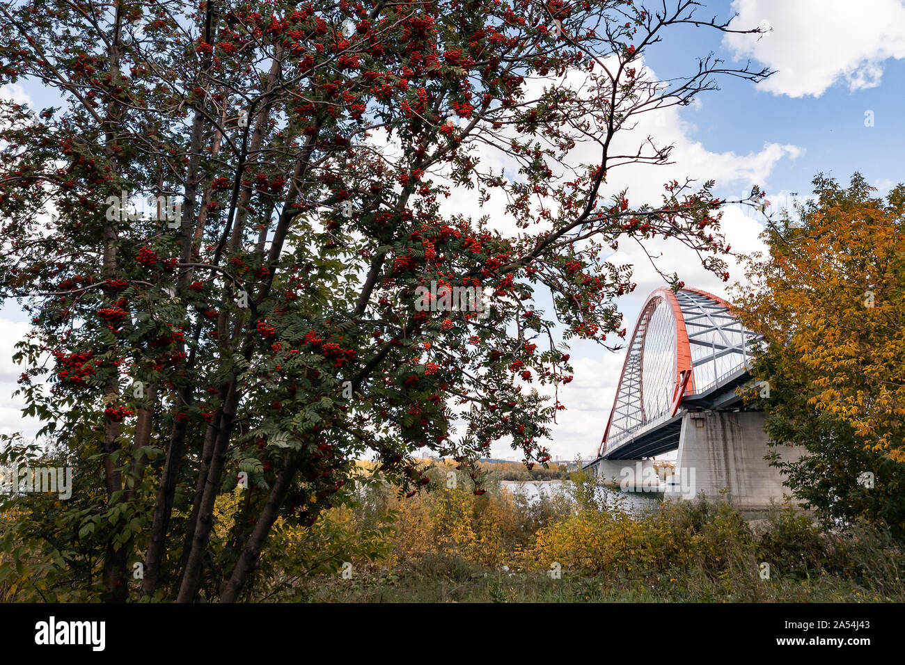 Blick von der Bank des Ob River zu einem Mountain Ash und eine große gewölbte Bugrinsky Brücke an einem warmen Herbsttag mit einem blauen Himmel und Wolken. Stockfoto
