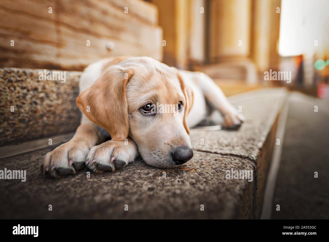 Labrador Retriever liegend Stockfoto