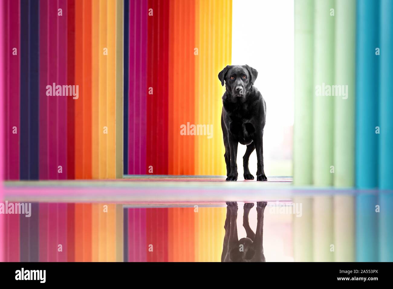 stehende Labrador Retriever Stockfoto