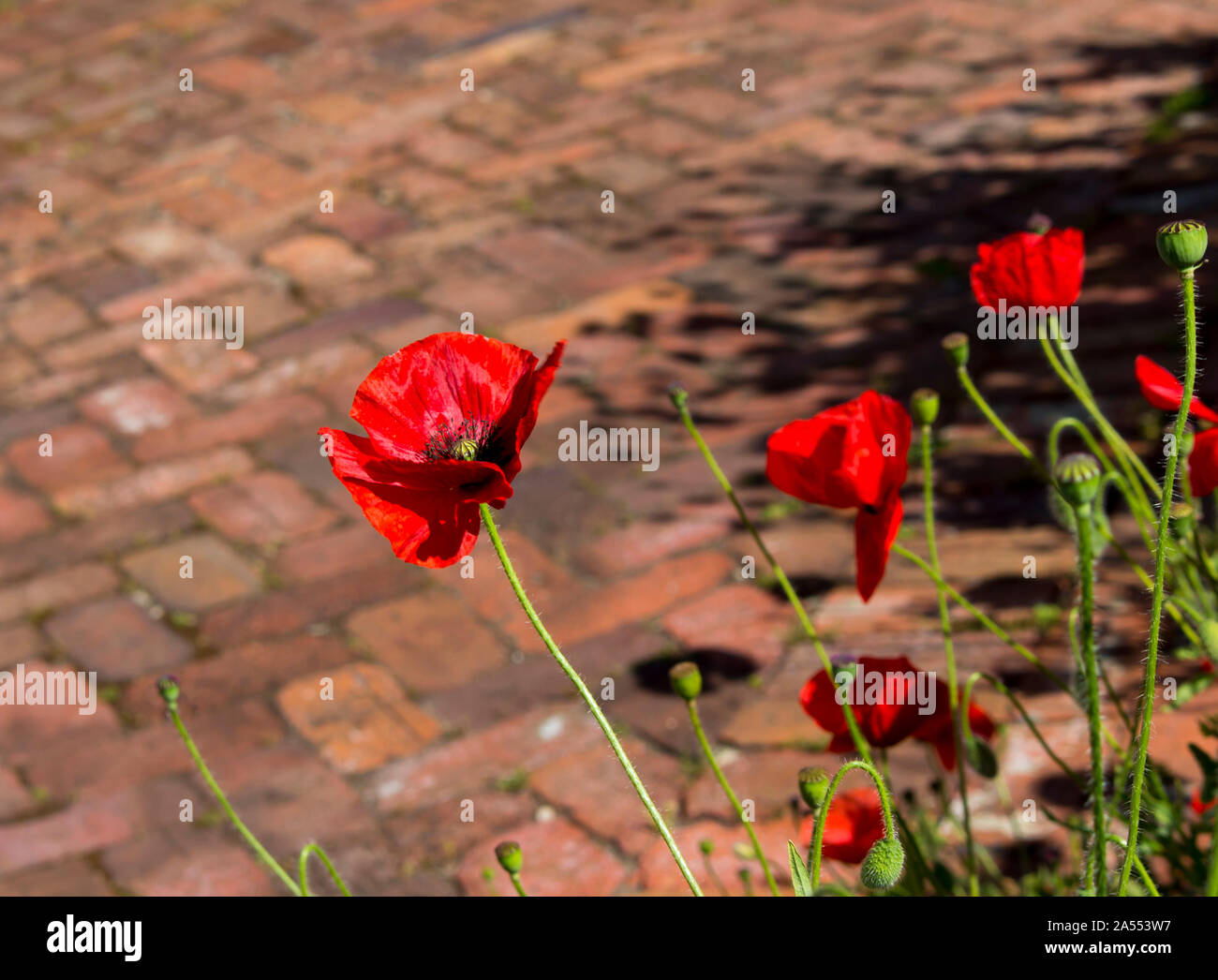 Papaver orientale (Oriental poppy) Ranunculales, Familie: Papaveraceae, Gattung. Papaver, eine mehrjährige Pflanze mit Rüschen rot Blütenblätter. Stockfoto