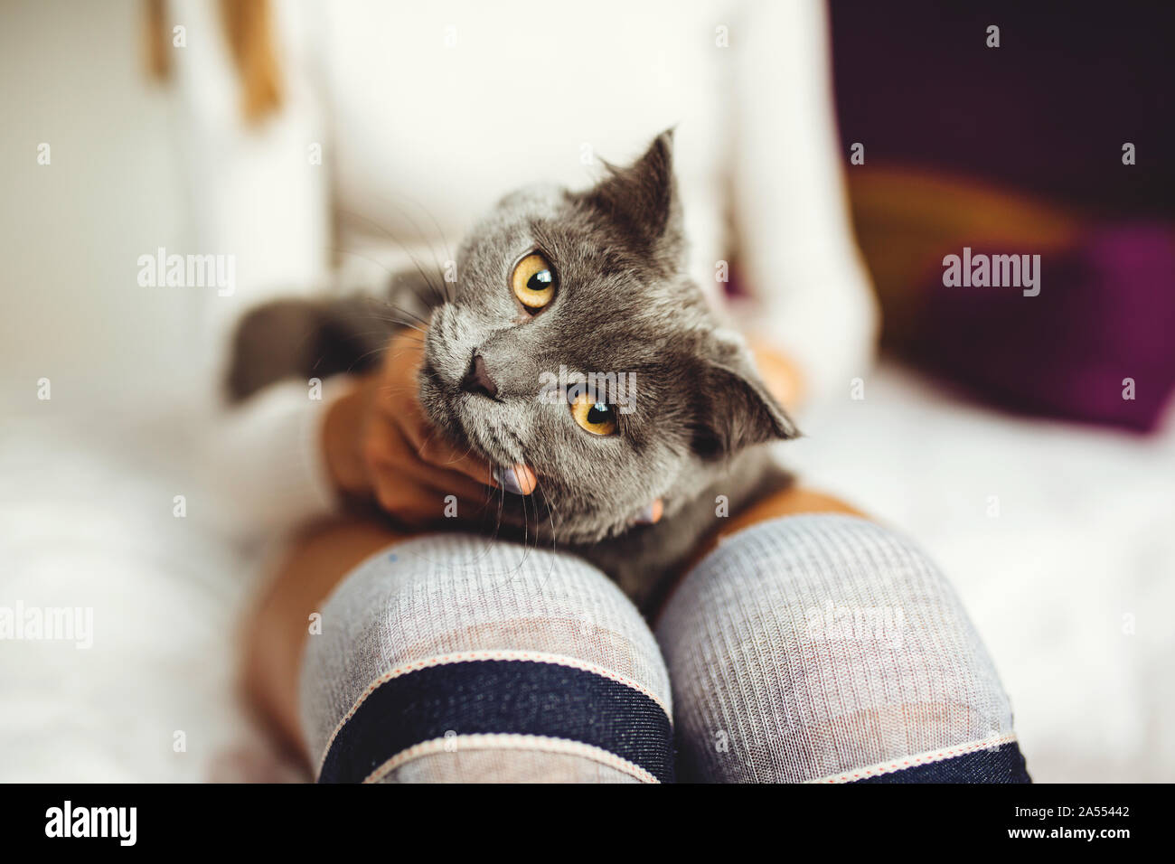 Nahaufnahme einer Katze lag auf einem Mädchen Runde auf ein Bett in einem Schlafzimmer, in einem weißen Pullover und lange Socken. home Komfort und Ruhe. Stockfoto