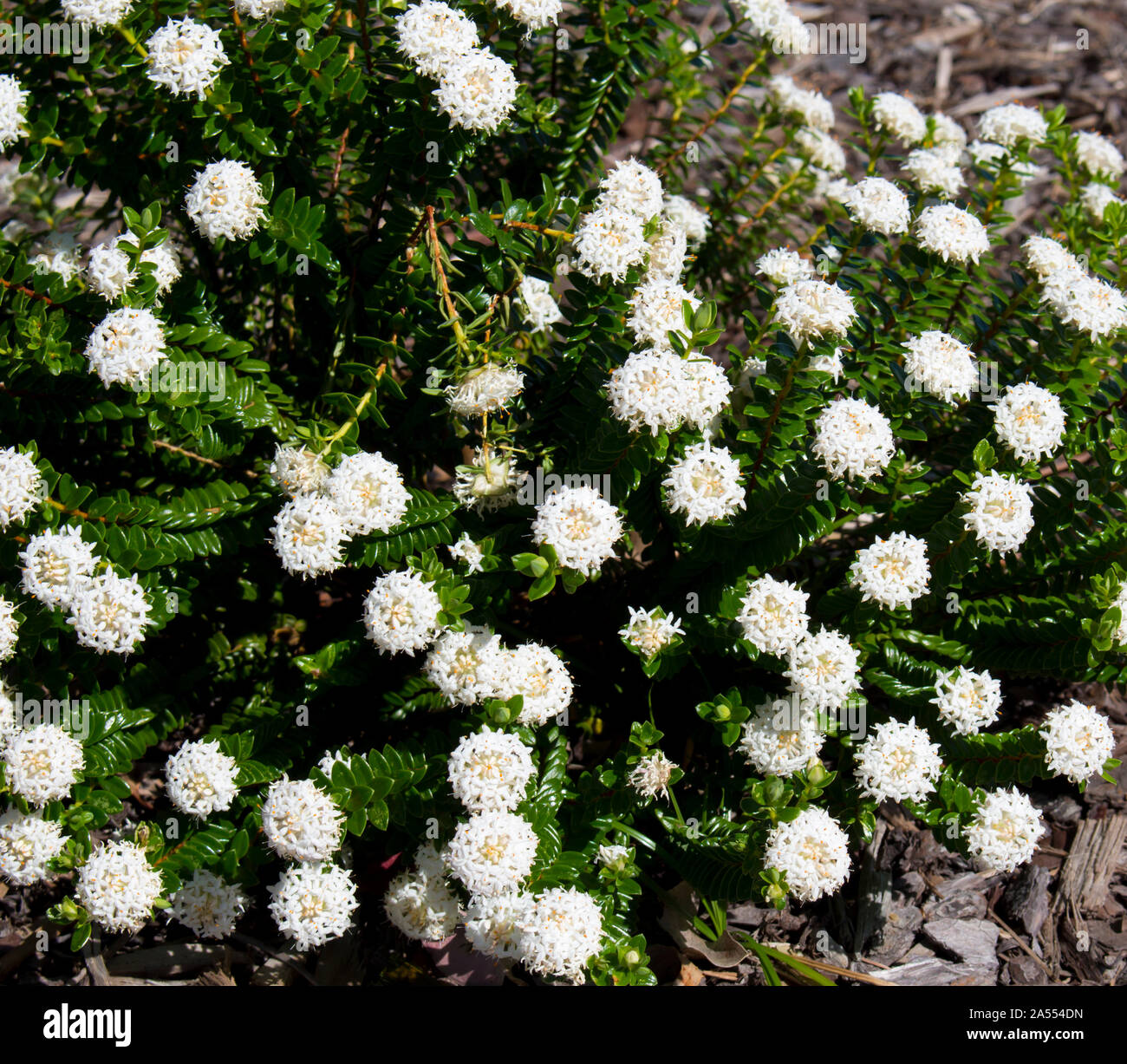Lampranthus spectabilis Weiß Solitaire Reis Blume des Thymelaeaceae Familie mit Schnee weiße Blumen blühen in den Leeuwin Nationalpark Western Australia. Stockfoto