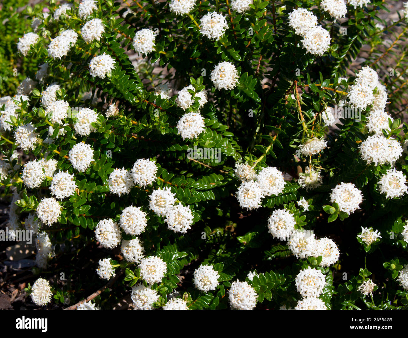 Lampranthus spectabilis Weiß Solitaire Reis Blume des Thymelaeaceae Familie mit Schnee weiße Blumen blühen in den Leeuwin Nationalpark Western Australia. Stockfoto