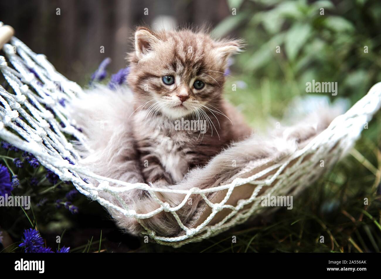 German angora cat tabby kitten -Fotos und -Bildmaterial in hoher Auflösung  – Alamy