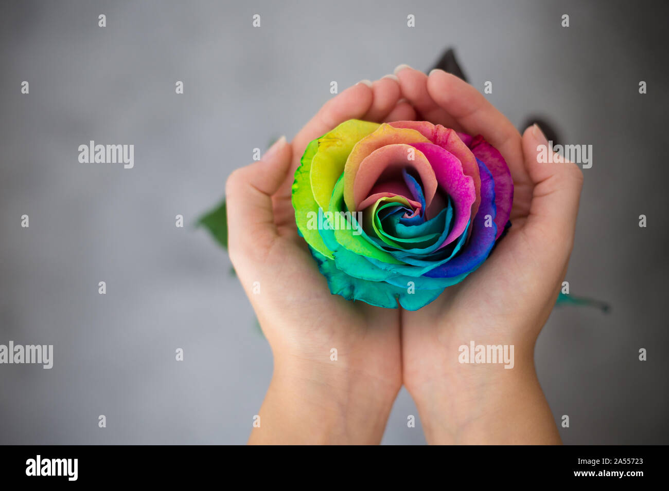 Frau mit Händen wie Herz mit Rainbow Rose im Inneren. Valentine's Postkarte. Tag der Frauen. St. valetine's Day. Stockfoto