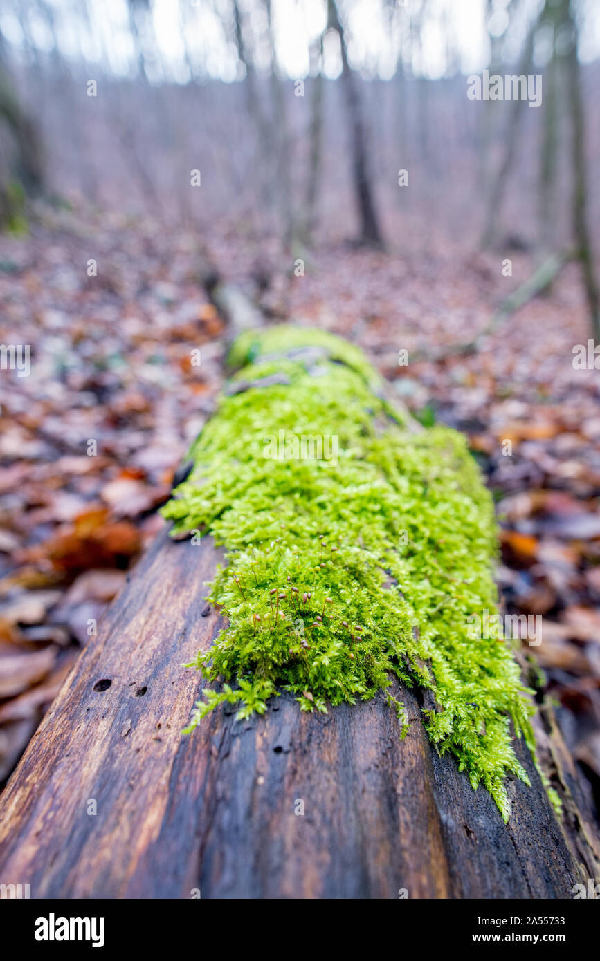 Moos auf einer Amtsleitung in den Wald Stockfoto