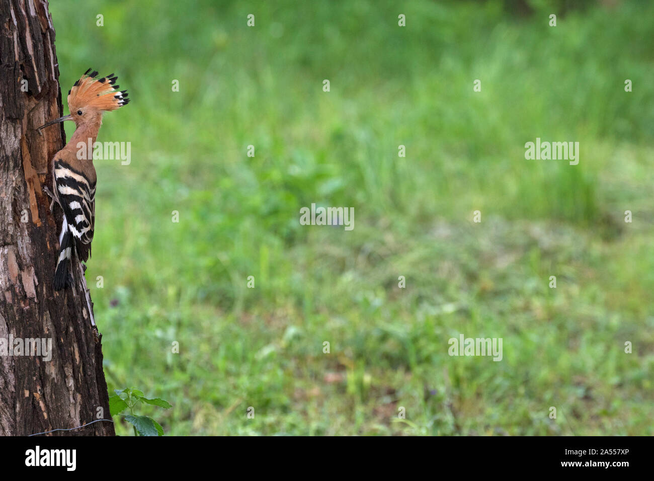 Eurasischen wiedehopf Upupa epops Erwachsenen am Nest mit Nahrung für junge in der Nähe von Nationalpark Kiskunsag Tiszaalpar Ungarn Mai 2017 Stockfoto