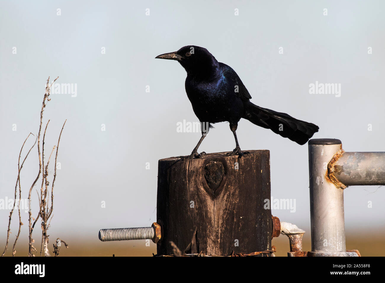 Boot-tailed grackle Quiscalus Major auf Tor post thront, Anahuac National Wildlife Refuge, Texas, USA, Dezember 2017 Stockfoto
