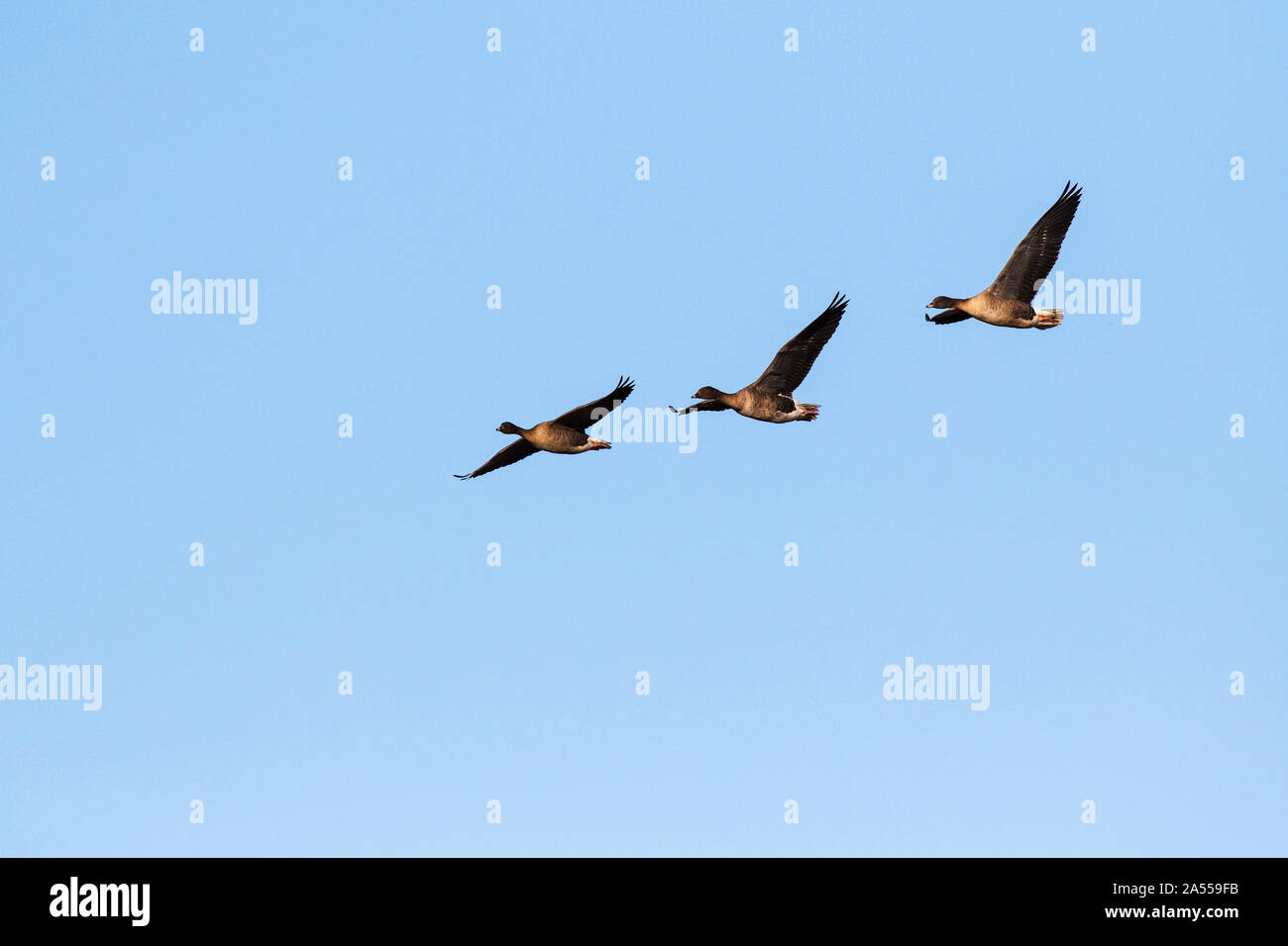 Pink-footed goose Anser brachyrhynchus Drei im Flug in der Nähe von Ringstead, Norfolk, England, Großbritannien, Februar 2018 Stockfoto