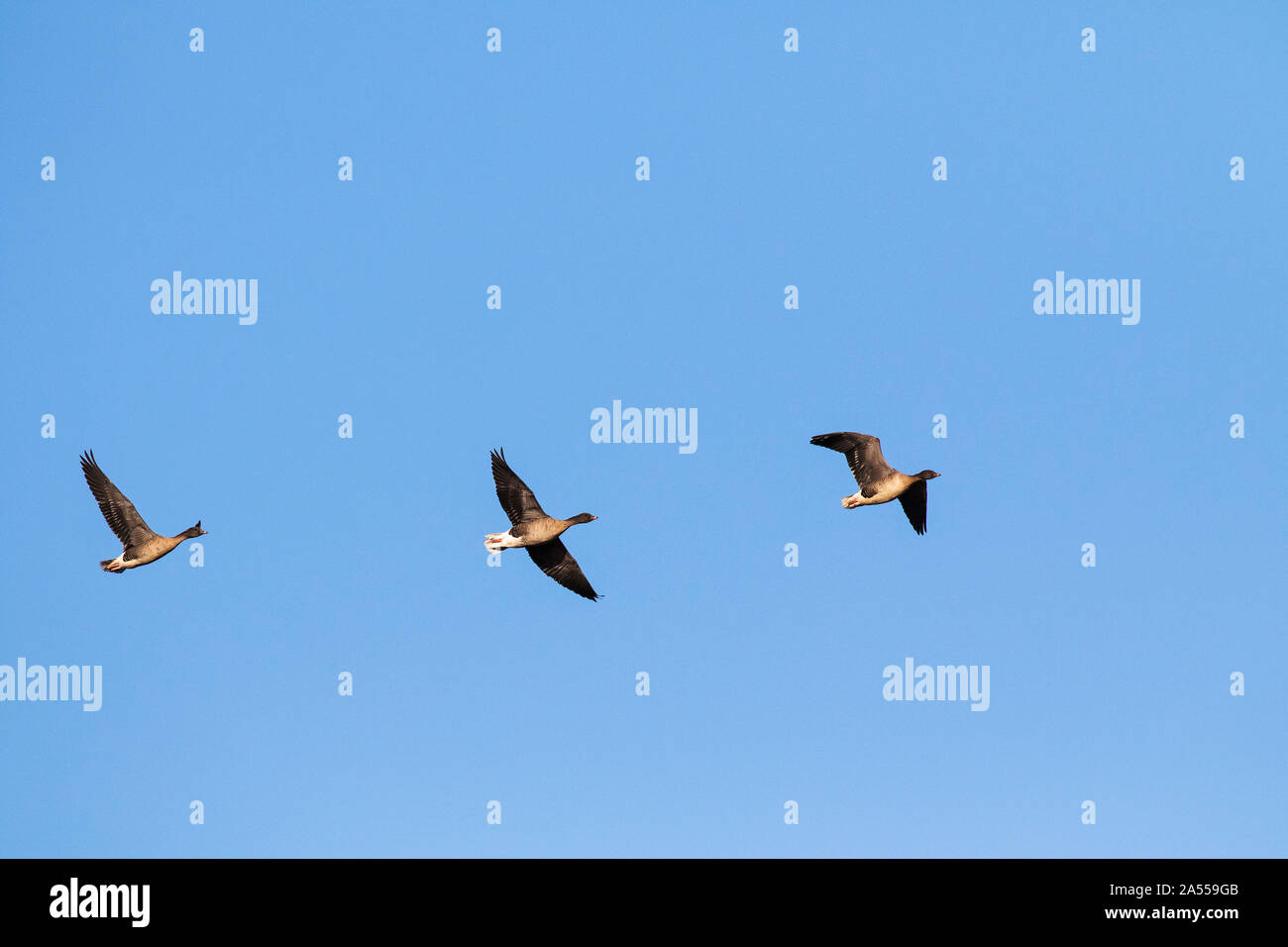 Pink-footed goose Anser brachyrhynchus Drei im Flug in der Nähe von Ringstead, Norfolk, England, Großbritannien, Februar 2018 Stockfoto