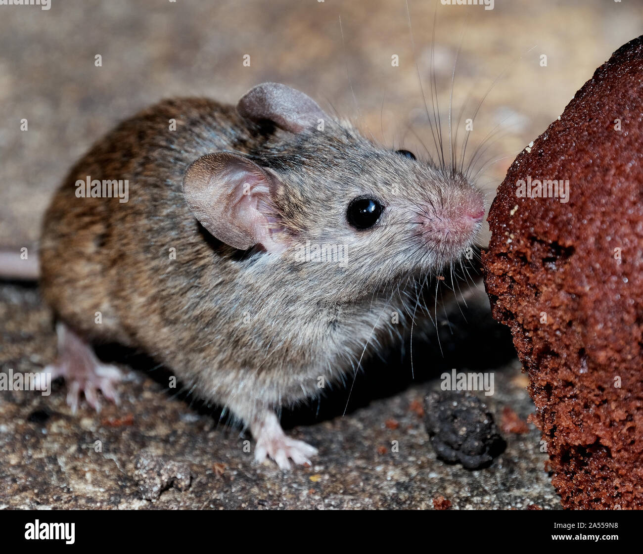 Mäuse fressen verworfen Kuchen in städtischen Haus Garten. Stockfoto