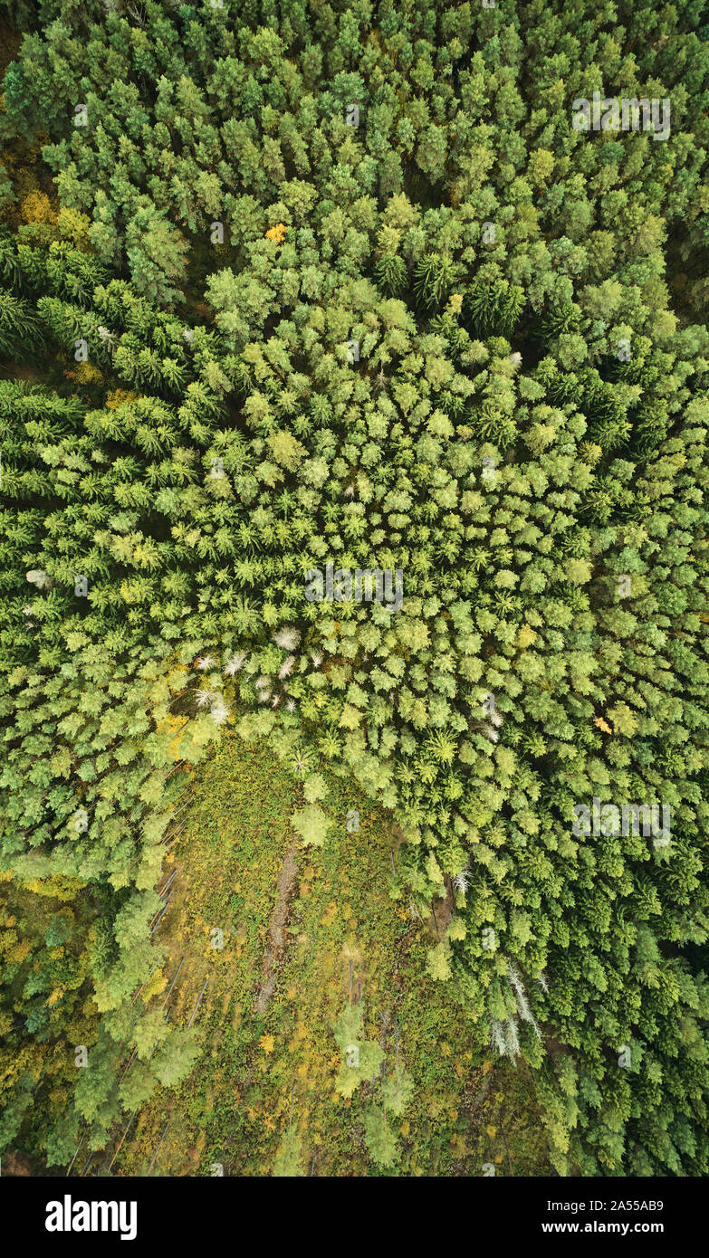 Grünen Pinienwald mit teilweise abgeschnittene Feld. Klimawandel Thema Stockfoto