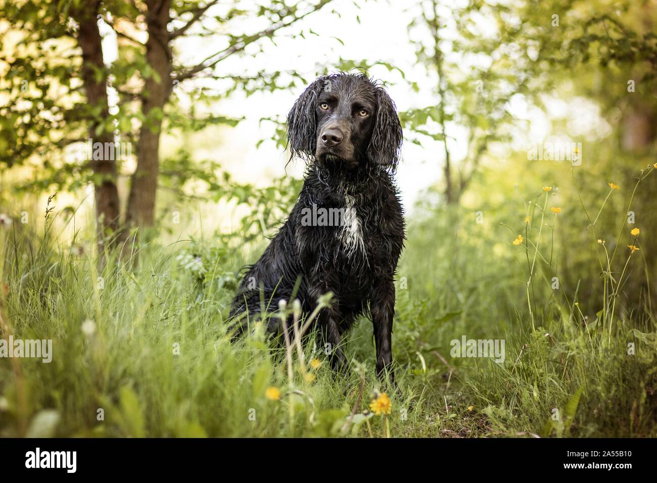 Sitzung Deutsche Spaniel Stockfoto