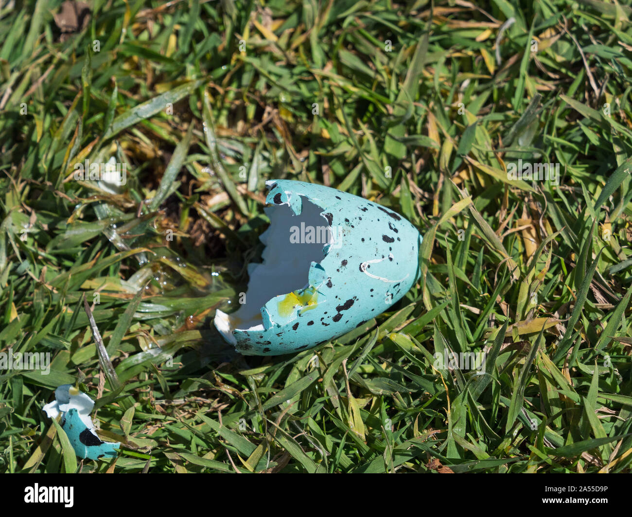 Gemeinsame trottellumme Uria aalge Ei stammte vermutlich von Möwen, Lunga Insel, Treshnish-inseln, Innere Hebriden, Argyll und Bute, Schottland, UK, Mai 2019 Stockfoto