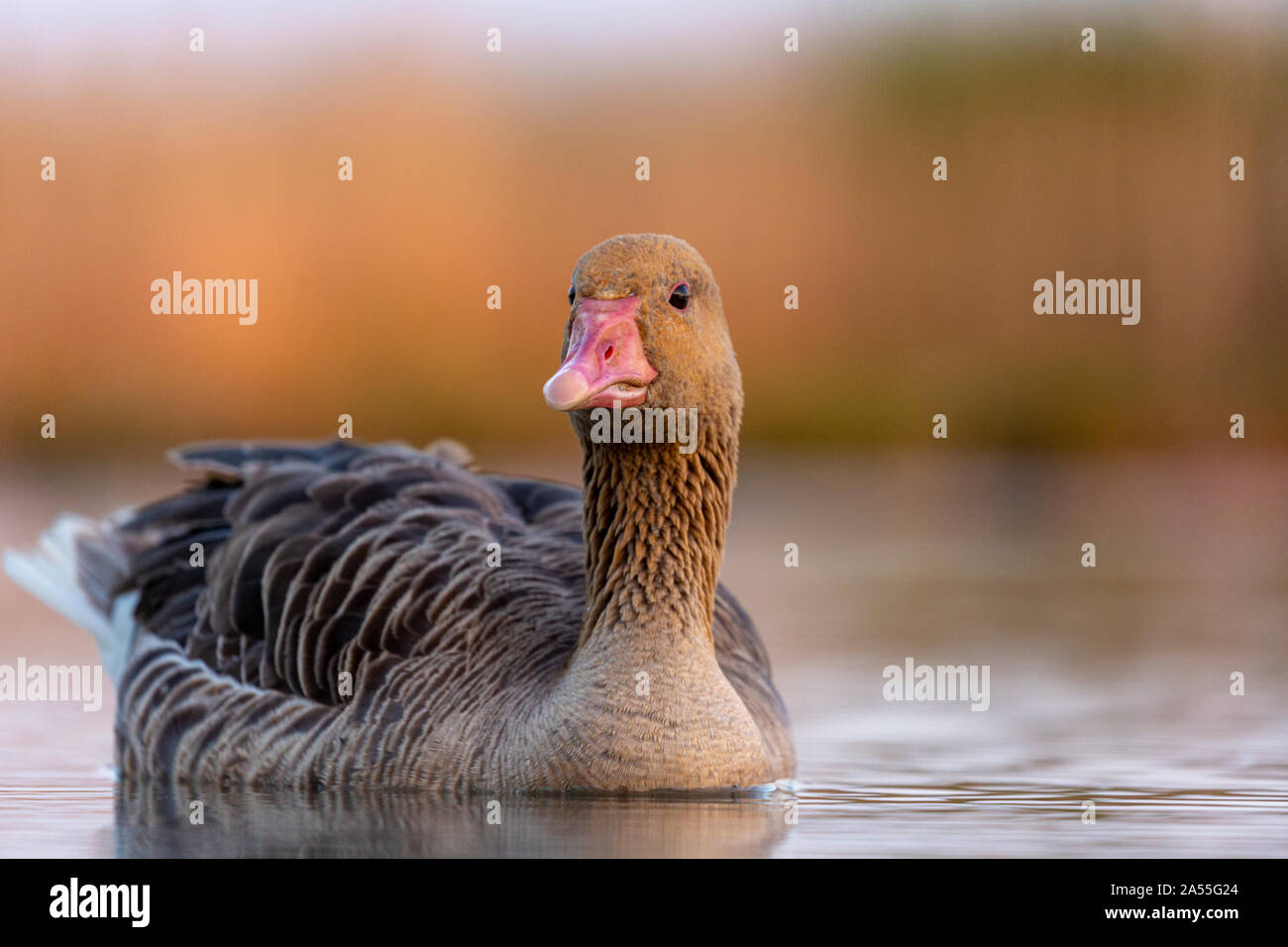 Graugans, Anser anser Schwimmen im warmen Morgenlicht, Kiskunsági Nemzeti Park, Ungarn Stockfoto