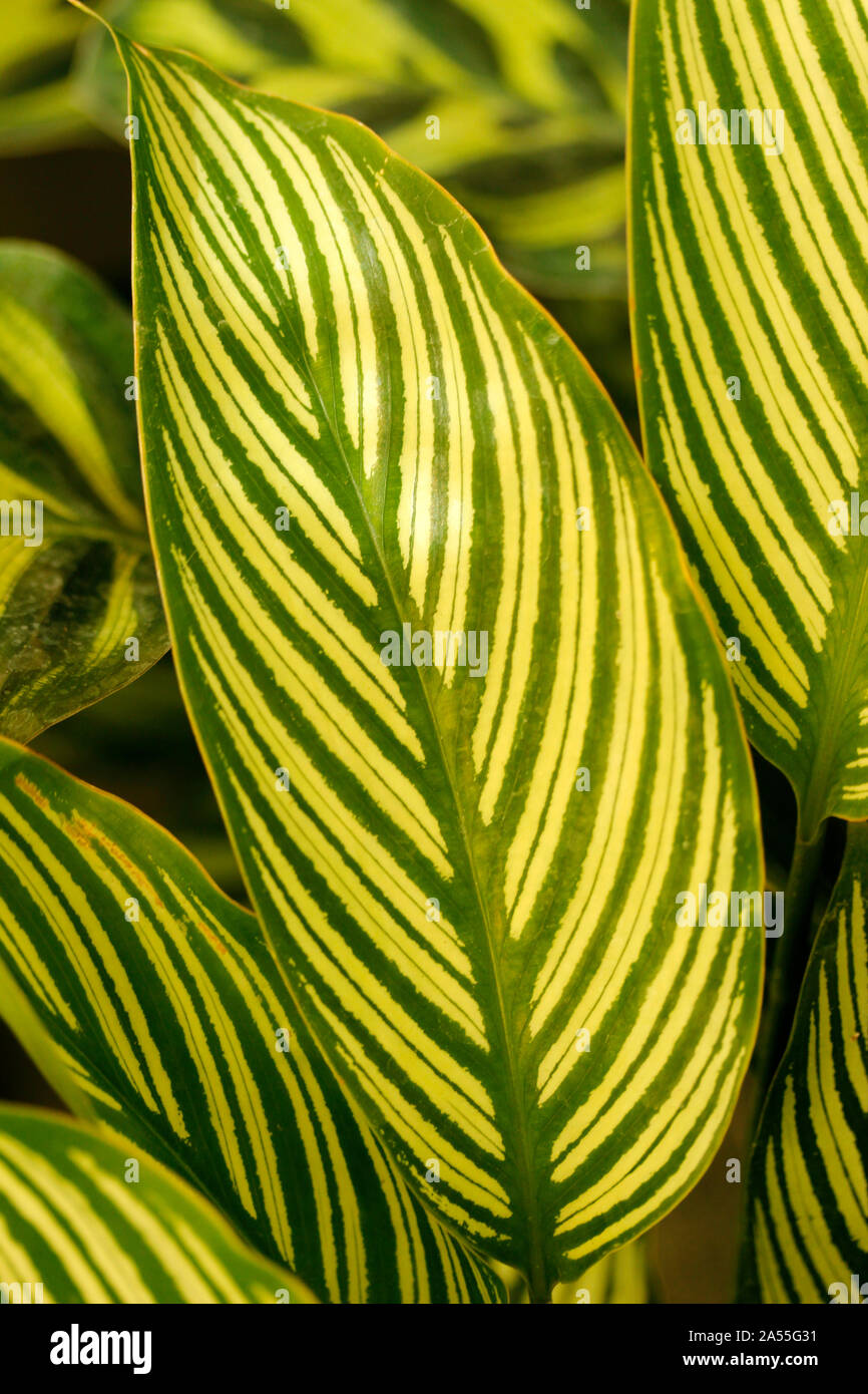 calathea roseo 4" Calathea 'Rosy'  BWH Plant Co