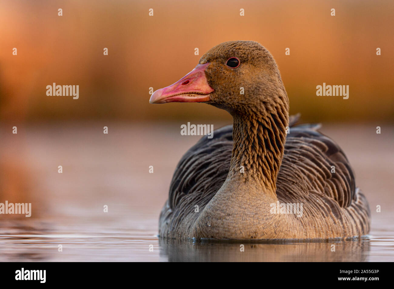 Graugans, Anser anser Schwimmen im warmen Morgenlicht, Kiskunsági Nemzeti Park, Ungarn Stockfoto