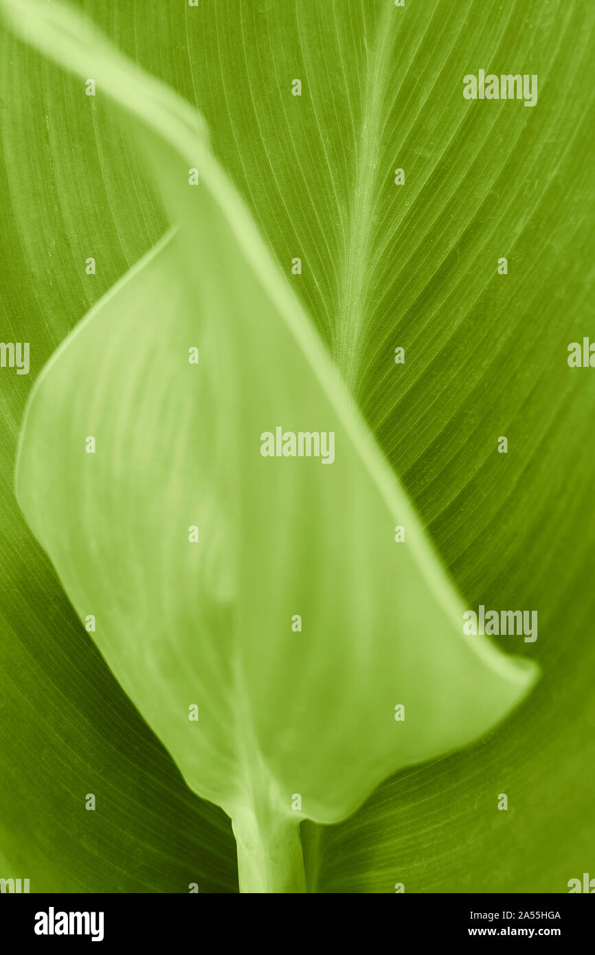 Eine grüne botanische Anlage Blatt Detail Nahaufnahme Natur Hintergrund. Stockfoto