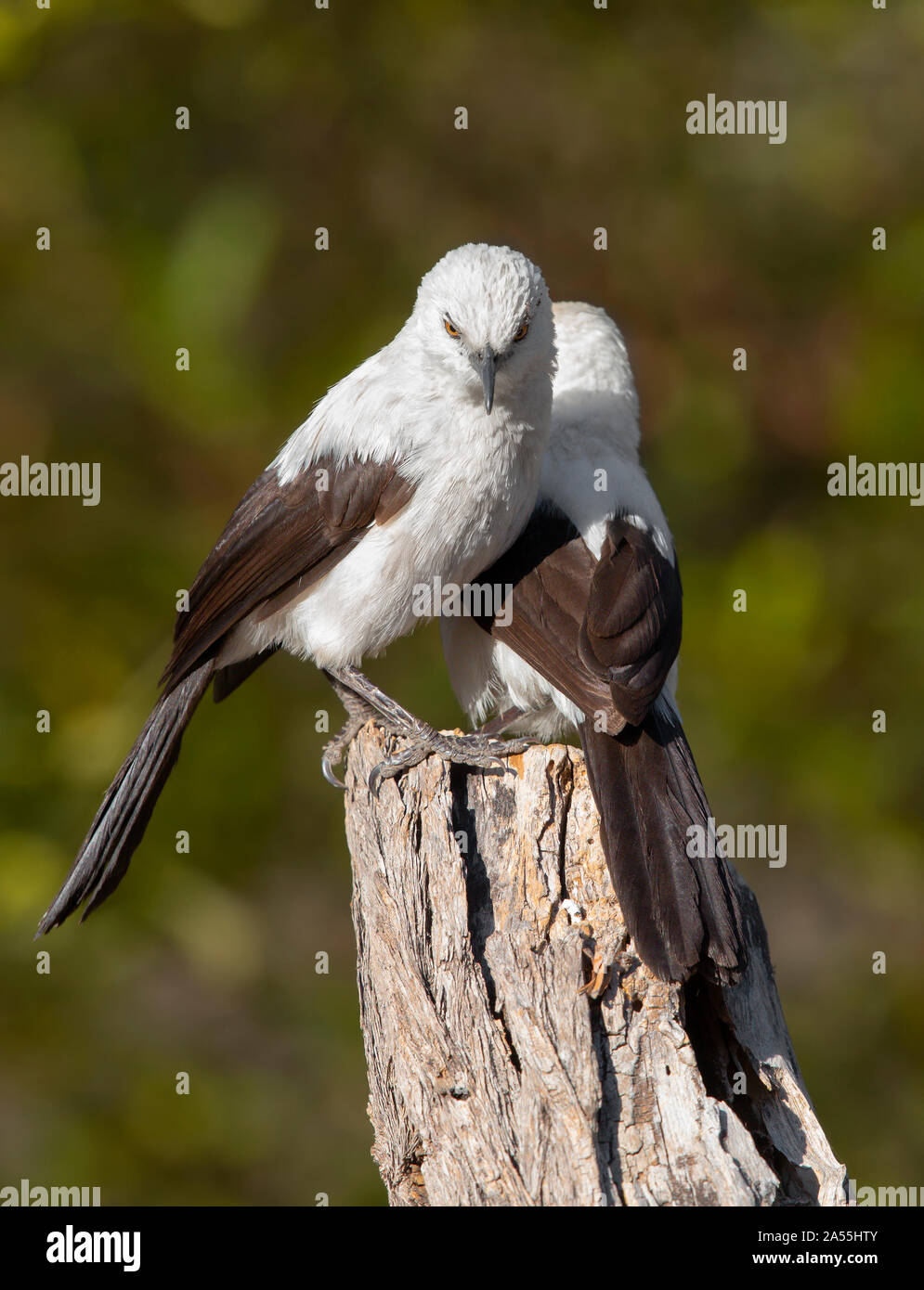 Südlichen Pied Schwätzer Stockfoto