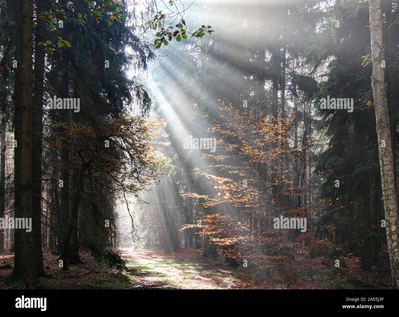 Gott balken - Sonnenstrahlen n den frühen Morgen Wald Stockfoto