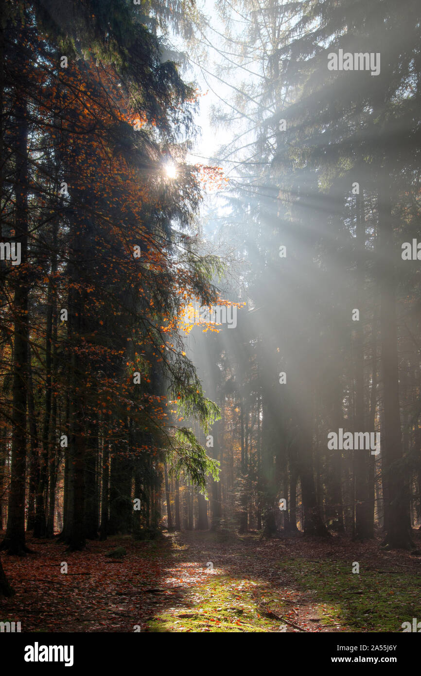 Gott balken - Sonnenstrahlen n den frühen Morgen Wald Stockfoto