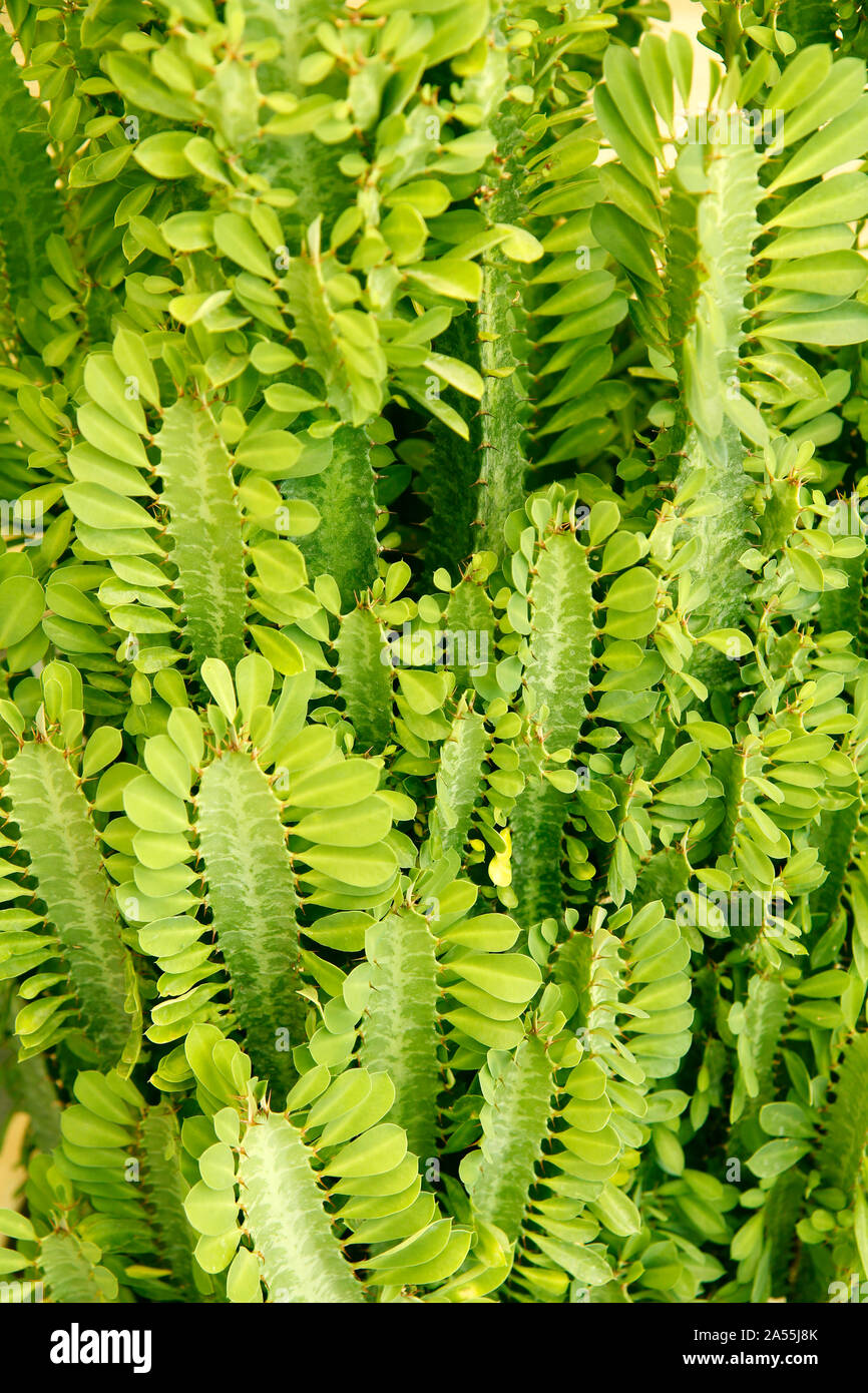 Afrika Milch Baum. Euphorbia rotundifolia. Stockfoto