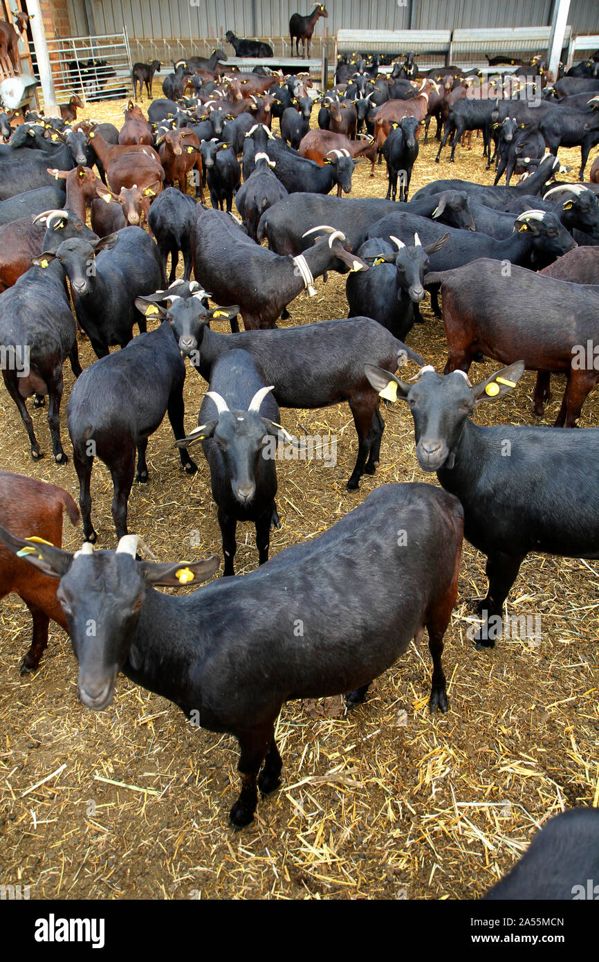 Ziegen auf einem Bauernhof Ziegenkäse zu machen. Stockfoto