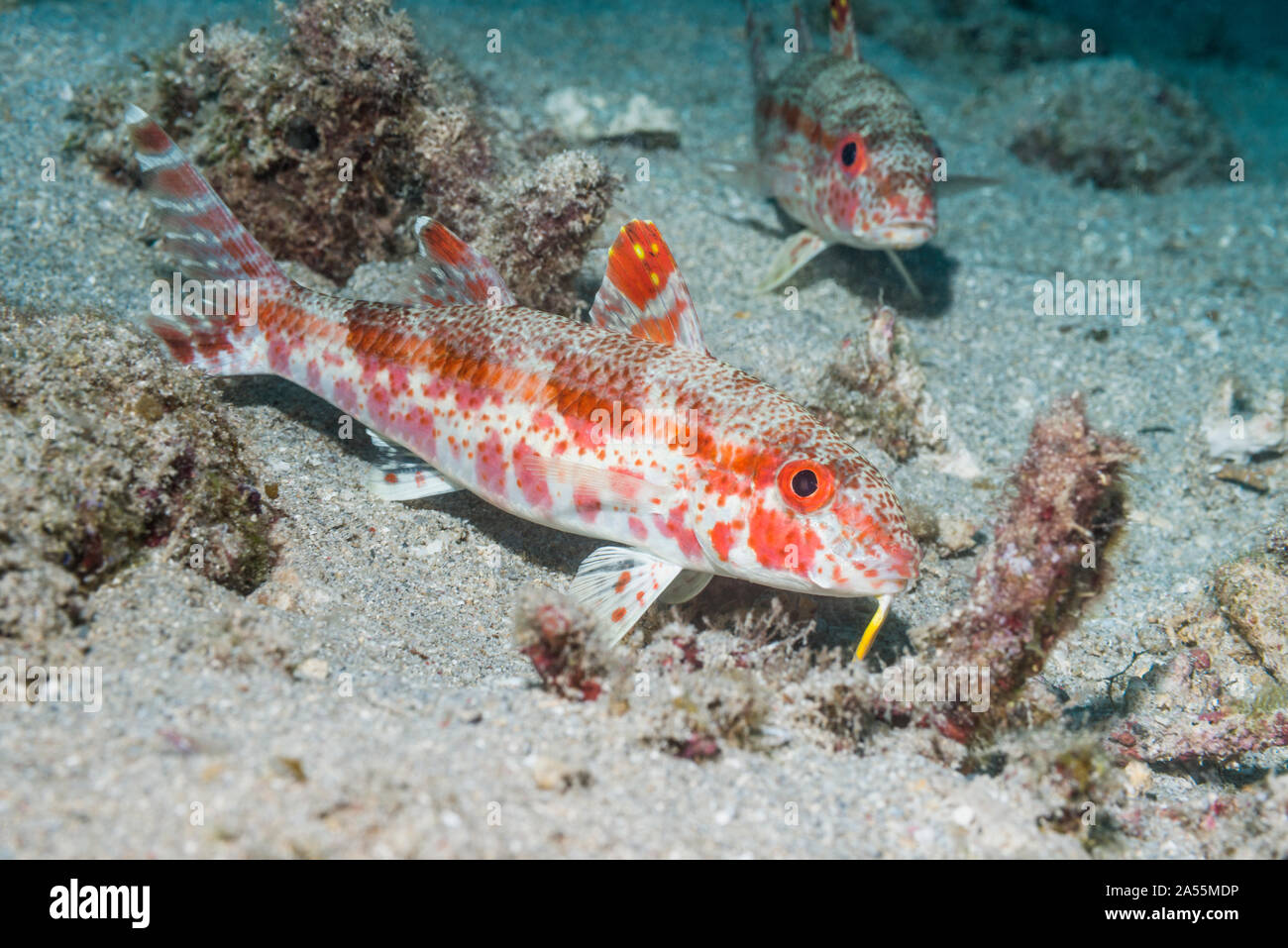 Sommersprossige Meerbarben [Upeneus tragula]. Nord Sulawesi, Indonesien. Stockfoto