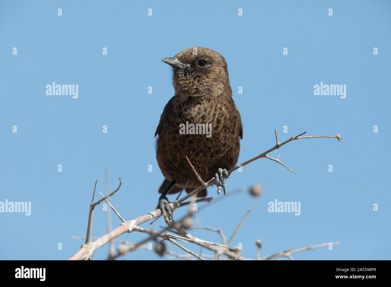 Ameisenbär chat Stockfoto