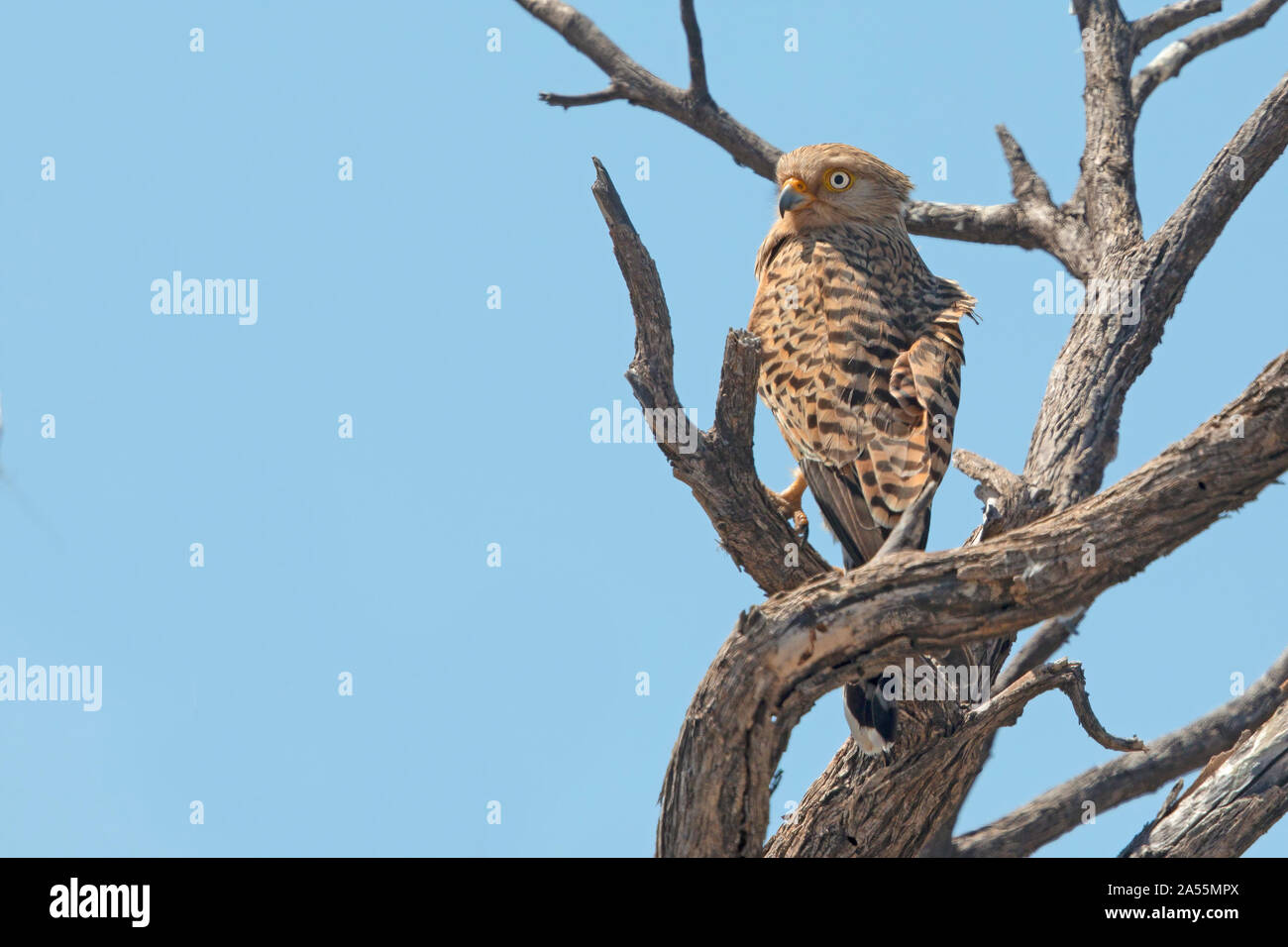 Mehr Kestrel Stockfoto