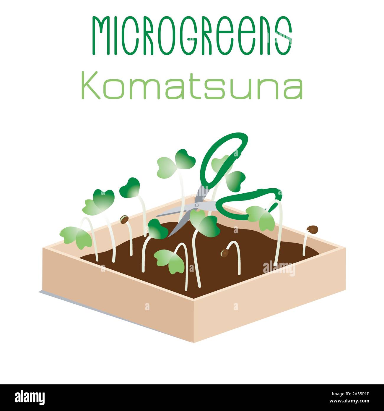 Microgreens Komatsuna. Microgreen wachsen in einer Kiste mit Erde. Die Ernte mit der Schere schneiden. Vitamin Supplement, veganes Essen Stock Vektor