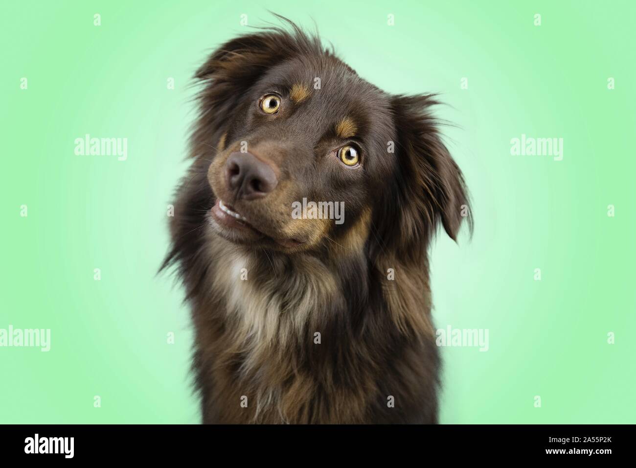 Australian Shepherd Stockfoto